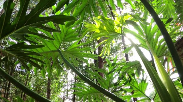 绿叶与阳光相融的观赏植物，黄花楸视频素材