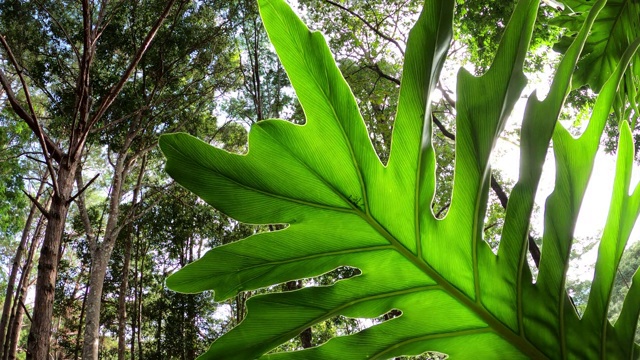 绿叶与阳光相融的观赏植物，黄花楸视频素材