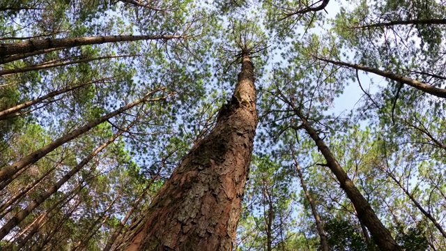 在早晨的阳光下仰望松树林视频素材