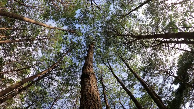 在早晨的阳光下仰望松树林视频素材