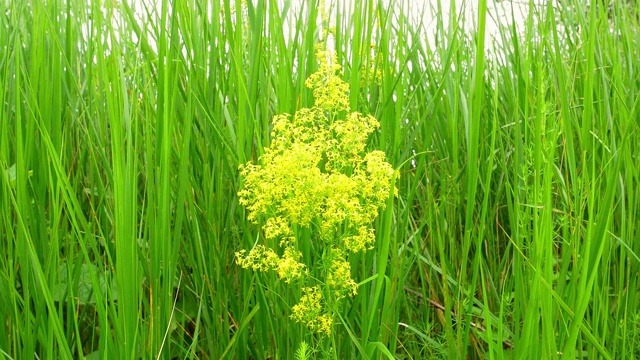 野花在风中绿草的背景上。夏天的一天。的背景图片。草地。视频。自然景观。视频素材