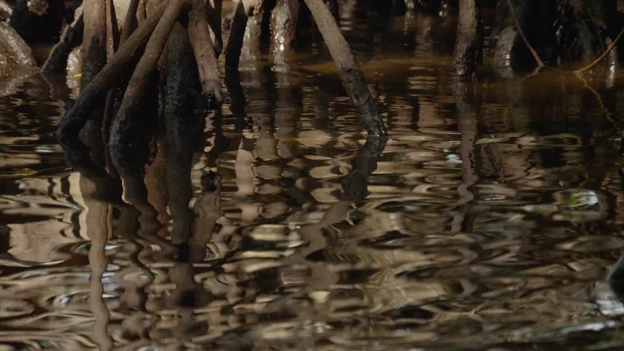 伯利兹红树林沼泽的树根倒映在水面上视频素材