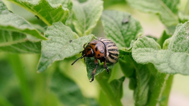科罗拉多甲虫。科罗拉多马铃薯甲虫是一种马铃薯植物。视频素材