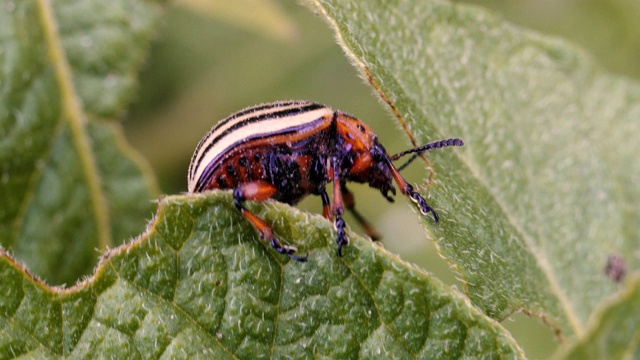 科罗拉多甲虫。科罗拉多马铃薯甲虫是一种马铃薯植物。视频素材