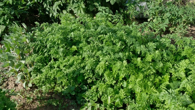 胡萝卜植物，有机花园中胡萝卜植物的叶子，视频素材