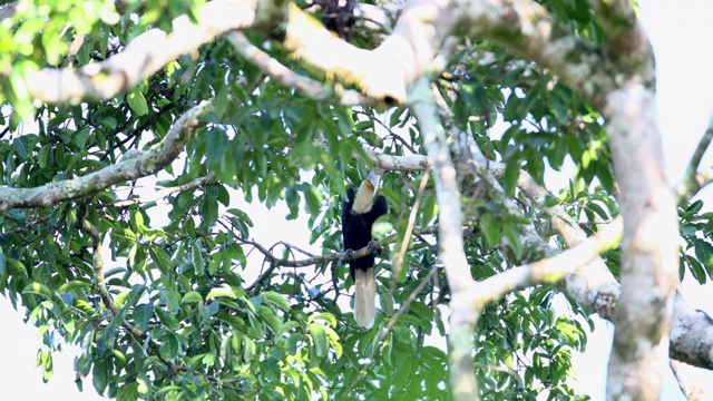 犀鸟:成年雄鸟(Rhyticeros subbruficollis)视频素材