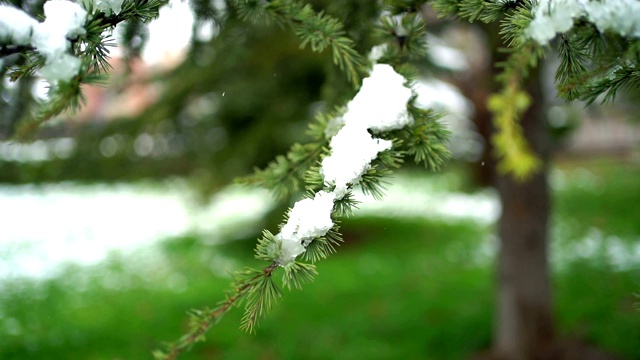 冬天里一棵白雪覆盖的常青树的特写视频素材