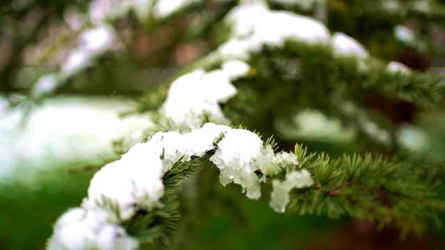 冬天里一棵白雪覆盖的常青树的特写视频素材