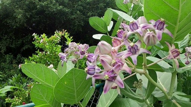 大黄蜂飞过来吃大丽花花蜜的慢镜头。视频素材