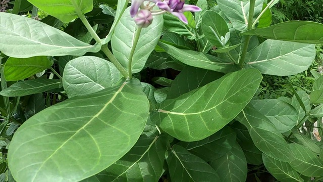 大黄蜂飞过来吃大丽花花蜜的慢镜头。视频素材