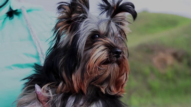 约克郡犬看着摄像机在一个头部拍摄的慢动作视频视频下载