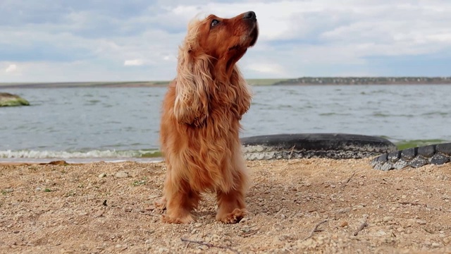 小心的金色英国可卡犬在花园里，静，近视频下载