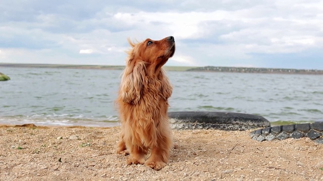 小心的金色英国可卡犬在花园里，静，近视频下载