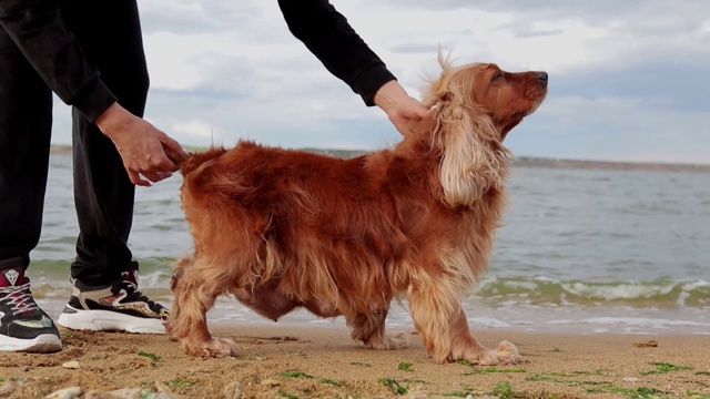 小心的金色英国可卡犬在花园里，静，近视频下载