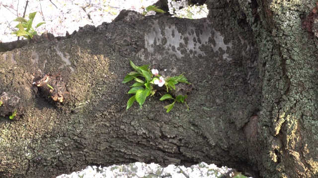 东京的樱花视频素材