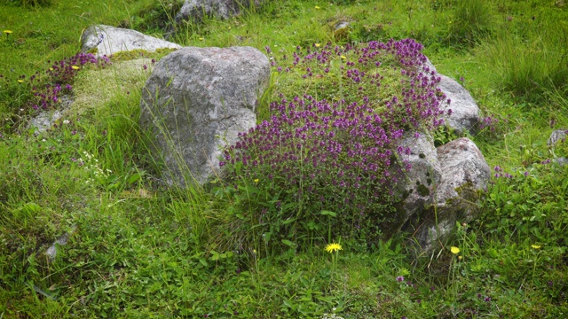 野花阿尔卑斯山视频素材