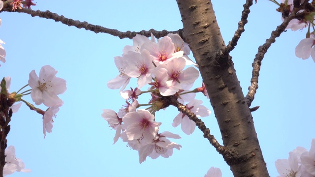 东京的樱花视频素材