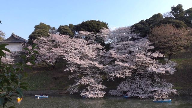 东京的樱花视频素材