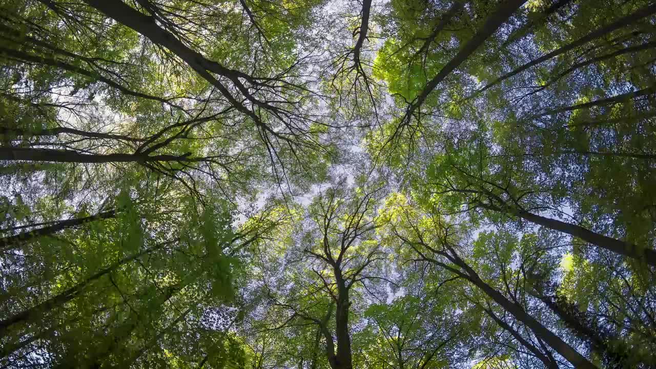 森林冠层一整天的时间流逝视频素材