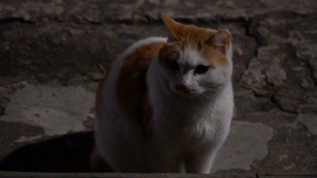 流浪猫在夜里游荡视频素材