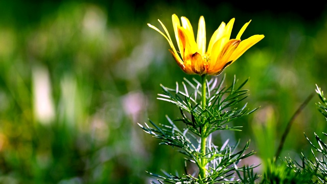 春蛾(Adonis vernalis L.)是青光眼科的一种植物，是嗜热草原的装饰品视频素材