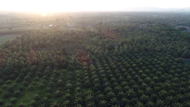 航拍油棕榈种植园农田农业产业视频素材