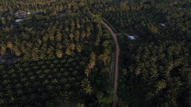 棕榈油种植园田朝阳农业产业视频素材