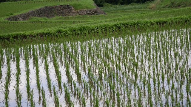 日本鹿儿岛县友水町科达的稻田。视频素材