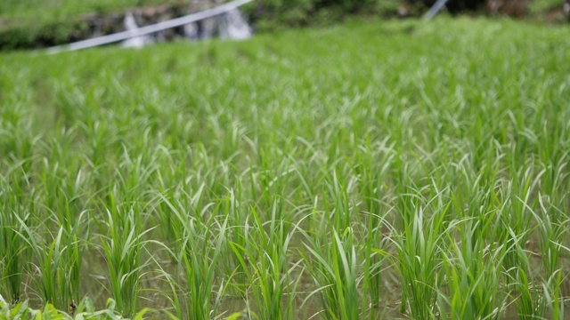 日本鹿儿岛县友水町科达的稻田。视频素材