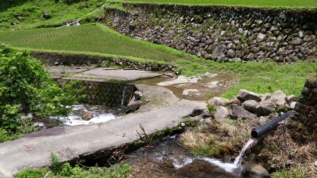 日本鹿儿岛县友水町科达的稻田。视频素材