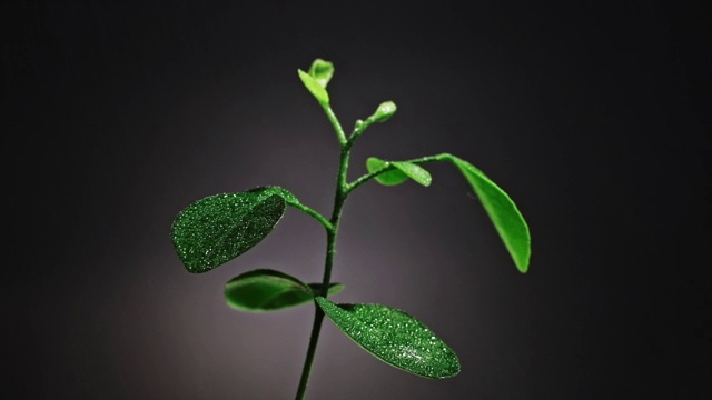 植物在雨水中滴下绿色的小树叶视频素材