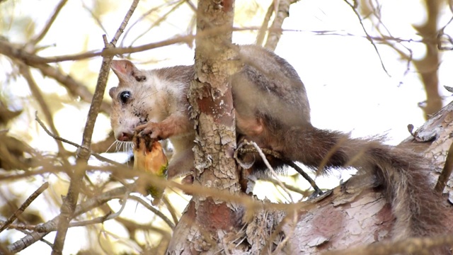 野生红松鼠站在树枝上吃松果视频素材
