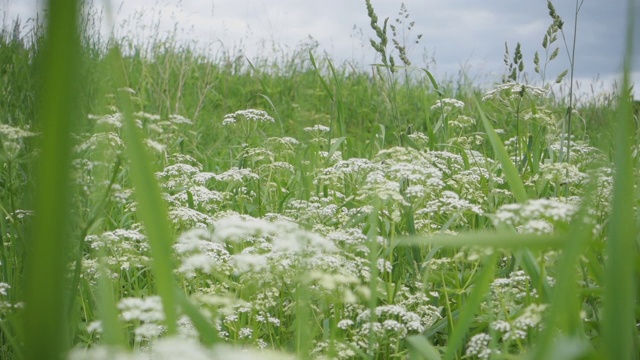 野花野草随风摇曳。野花丛生的草地。视频素材