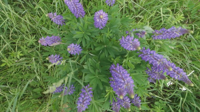 羽扇豆野花在微风中摇曳。草地上的野花。视频素材