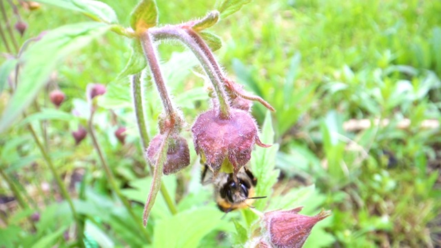 黑蜜蜂向雏菊花丛飞去的样子视频素材