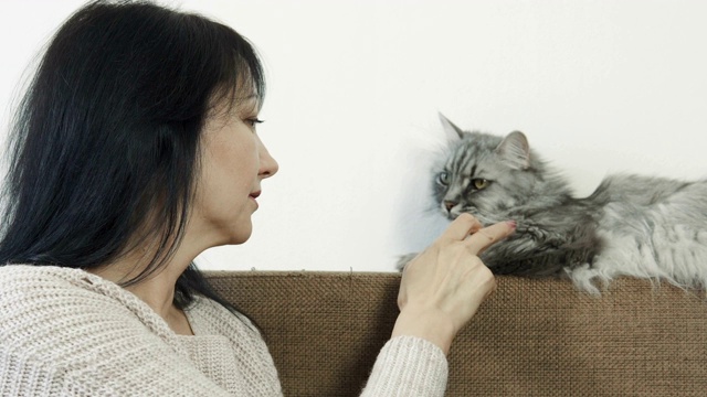 女人抚摸着可爱的灰色毛茸茸的猫视频素材