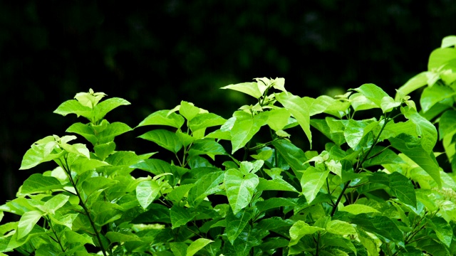 风绿蕨植物的背景和纹理视频素材