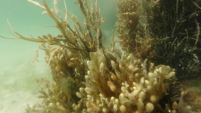 海草在水下慢慢摇摆，慢动作视频素材