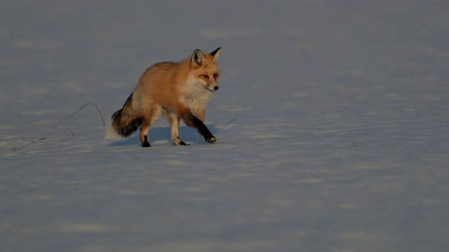 MS 4K极为罕见的拍摄3腿红狐(Vulpes Vulpes)狩猎在新雪在日落视频素材