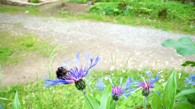 花园里花朵的蓝色花瓣视频素材