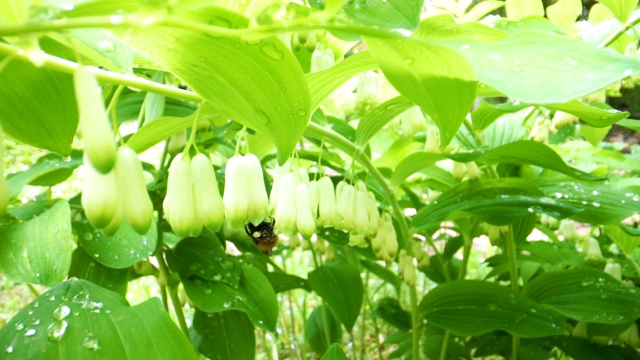 植物风铃花上的大蜜蜂视频素材