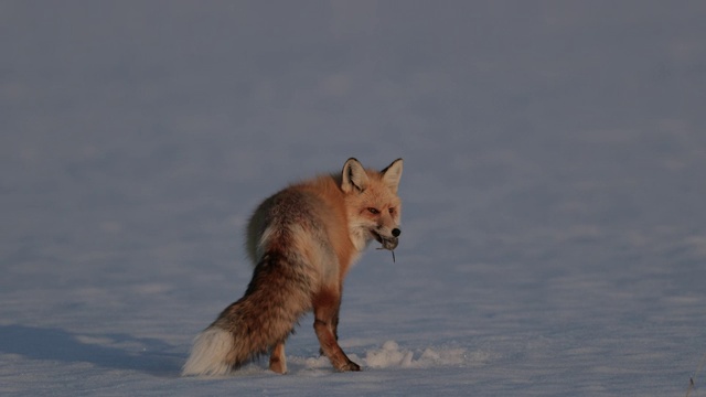 MS 4K极为罕见的3腿红狐(Vulpes Vulpes)狩猎/跳跃/捕捉在日落的新雪视频素材