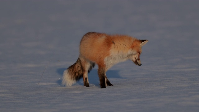 MS 4K极为罕见的拍摄3腿红狐(Vulpes Vulpes)狩猎在新雪在日落视频素材