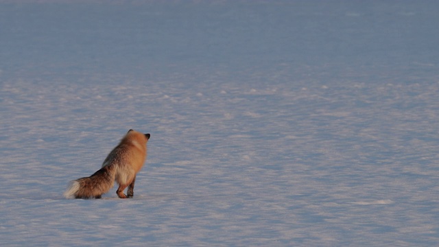 MS 4K极为罕见的3腿红狐(Vulpes Vulpes)狩猎/跳跃/捕捉在日落的新雪视频素材