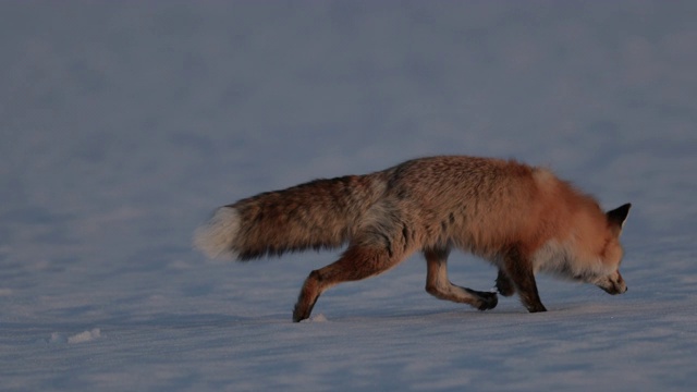 MS 4K极为罕见的拍摄3腿红狐(Vulpes Vulpes)狩猎在新雪在日落视频素材