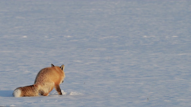 MS 4K极为罕见的3腿红狐(Vulpes Vulpes)狩猎/跳跃/捕捉在日落的新雪视频素材