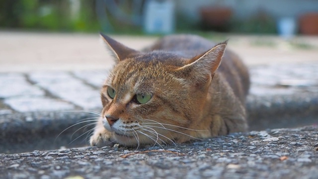 打呼噜顽皮美丽的小猫咪视频下载