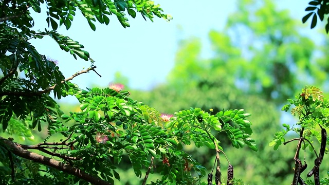 花树和模糊的背景视频素材