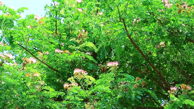 雨树，东印度核桃，猴荚粉红色的花视频素材