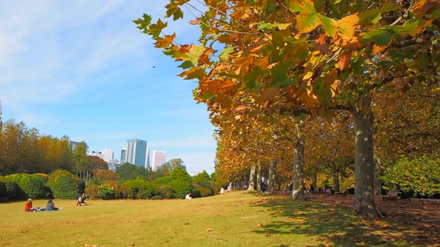 悬铃木树在秋季城市公园中成行景观视频下载